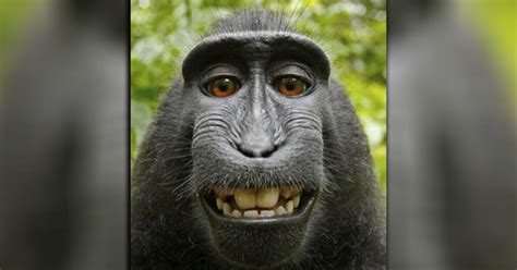 Lawsuit over monkey's selfie ends in settlement - CBS News