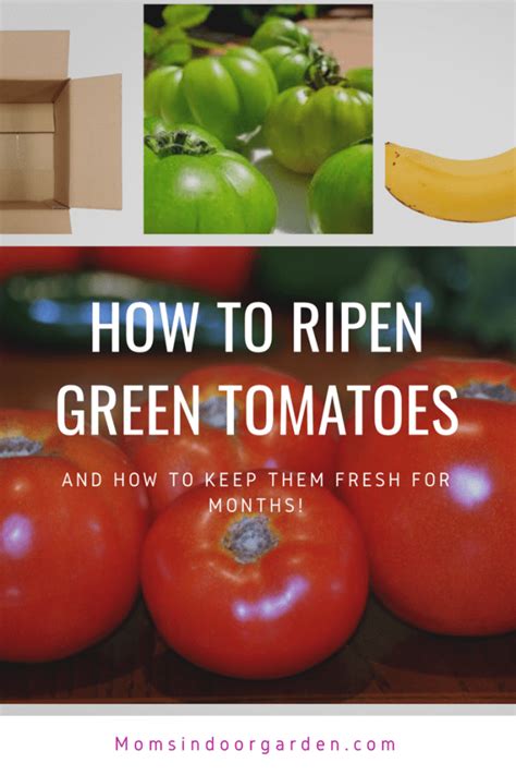 End of the season green tomatoes. How to ripen them | Ripen green tomatoes, Green tomatoes, Tomato