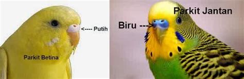 Ternak Burung Parkit - Warung Informasi