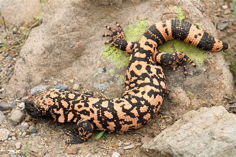 Gila monster | Description, Habitat, & Facts | Britannica