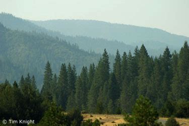 NatureMapping Habitat - Conifer Forest