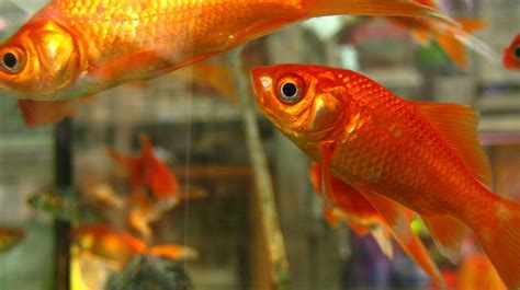 Free photo: Goldfish, Fish, Fishbowl, Water - Free Image on Pixabay ...