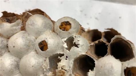 Making a murder hornet: Footage reveals inner secrets of invader’s nest ...