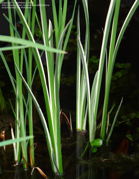 PlantFiles Pictures: Variegated Sweet Flag 'Variegatus' (Acorus calamus) by DaylilySLP