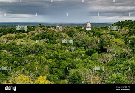 Tikal archaeological site in Guatemala, an ancient Mayan city in ruins surrounded by dense ...