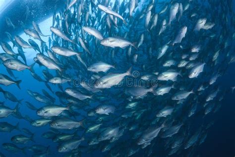 Japanese Amberjack Into Butter Fish Bait Ball Royalty Free Stock Image ...