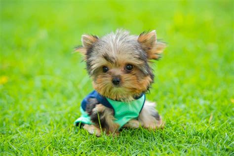 How Much Does a Teacup Yorkie Cost? (2024 Price Guide)