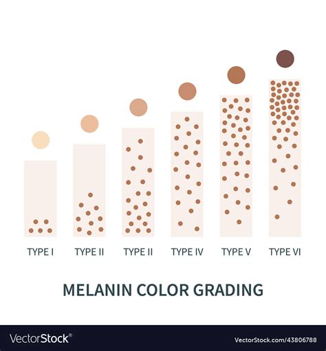 Melanin skin tone color palette scheme design Vector Image