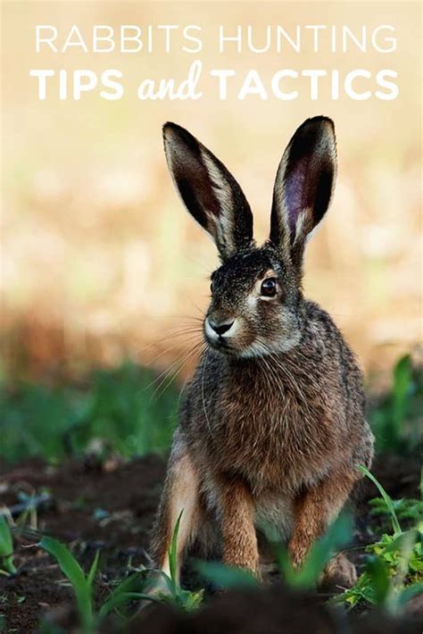 Rabbits Hunting Tips and Tactics Wild Rabbit, Rabbit Art, Jack Rabbit, Bunny Rabbit, Beautiful ...