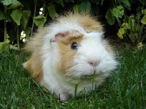 Fájl:Guinea pig-Meerschweinchen.jpg – Wikipédia