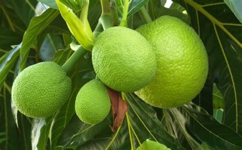 Breadfruit Farming Information Guide | Agri Farming