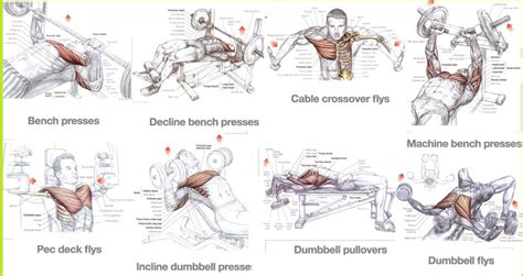 Everything You Need to Know to Build a Massive Chest