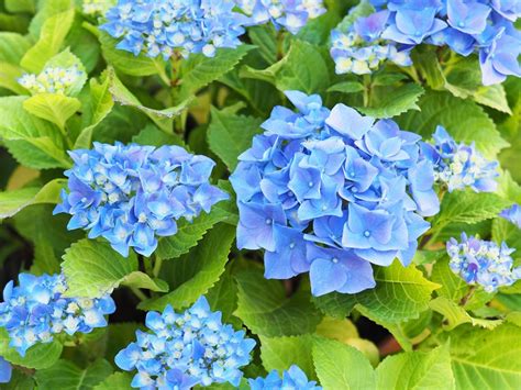 Hydrangea Fertilizer Guide - How to Fertilize Hydrangeas | Garden Design