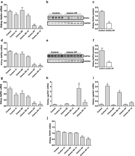 | The effect of chronic uremia, calcitriol, and a high-phosphate (HP)... | Download Scientific ...