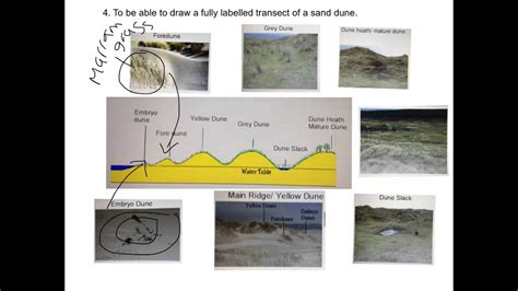 Types Of Sand Dunes Diagram