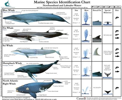 Marine Species Identification Chart 1. #SeaShepherd #defendconserveprotect Fin Whale, Whales ...