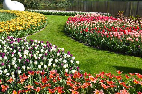 Keukenhof: the world’s largest flower gardens - Anne Travel Foodie