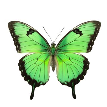 Butterfly With Green Wings, Butterfly, Green, Wings PNG Transparent ...