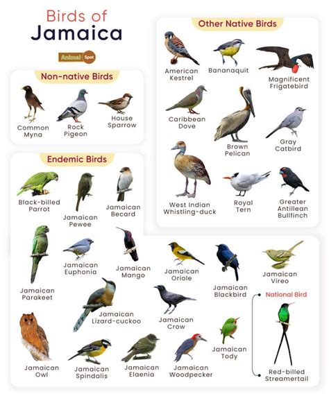 List of Birds Found in Jamaica with Pictures