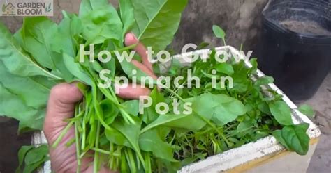 How to Grow Spinach in Pots - Home & Garden Information & Products Reviews