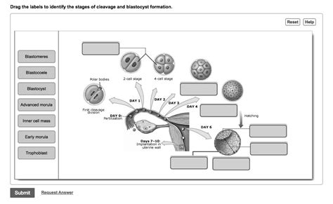 SOLVED: Drag the labels to identify the stages of cleavage and ...