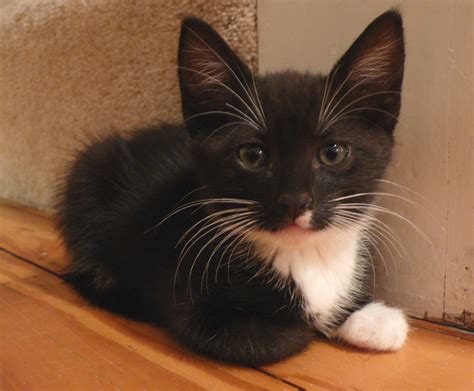 File:Tuxedo kitten.jpg - Wikimedia Commons