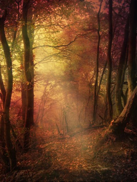 Autumn Forest - Premade Background by la-voisin on DeviantArt