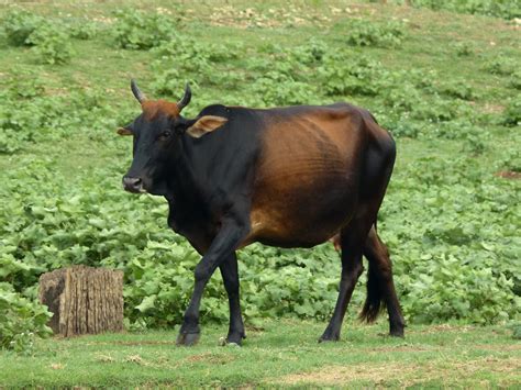 Female_zebu_cattle.JPG (3615×2714) | Zebu, Cattle, Zebu cattle