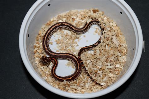 Tessera Okeetee Corn Snake by Wards World Of Reptile Propagation - MorphMarket