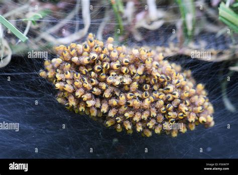 Cute Baby Spiders