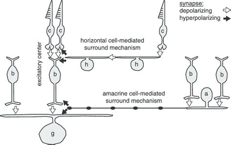 Circuitry for receptive field center and surround mechanisms ...