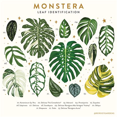 Monstera Poster | Pflanzen, Papierpflanzen, Tropische pflanzen