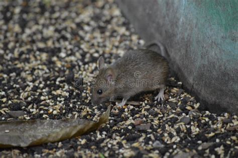 311 Mouse Eating Seeds Stock Photos - Free & Royalty-Free Stock Photos ...