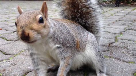 Feeding squirrels up close. - YouTube