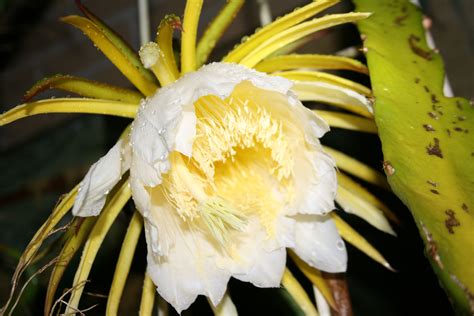 dragon fruit cactus flower | Dragon fruit, Yellow flowers, Dragon fruit cactus