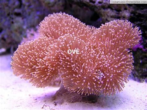 toadstool coral | Soft corals | Pinterest