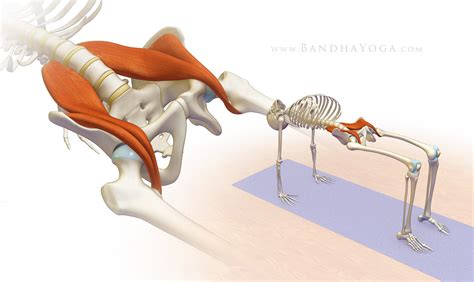 Purvottanasana Anatomy