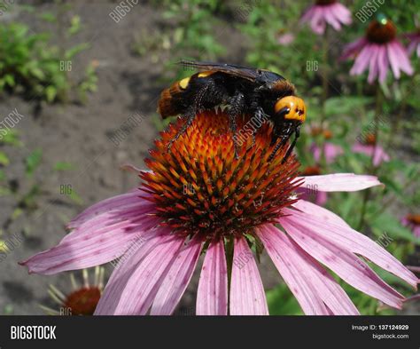 Mammoth Wasp Female ( Image & Photo (Free Trial) | Bigstock