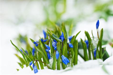 Snow melting spring free stock photos download (8,523 Free stock photos ...