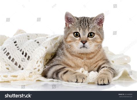 Cute Kitten Under A Blanket On A White Background Stock Photo 321449093 ...