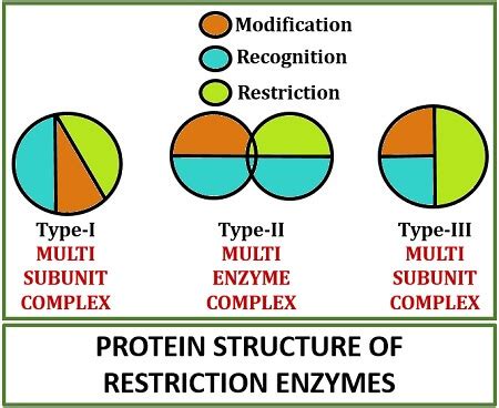 Restriction Enzymes Types