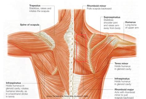 shoulder n neck muscles - The Pilates Works