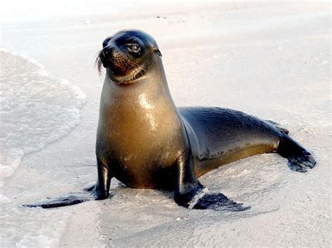 Galápagos Sea Lion – "OCEAN TREASURES" Memorial Library