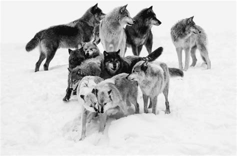 Wolf Size Comparison - Just How Big Are Wolves? - Animal Corner