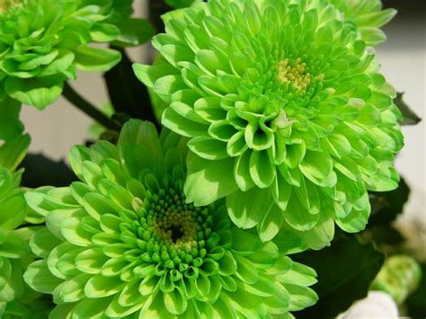 beautiful color green flowers – Nature Flowers HD Desktop Wallpaper