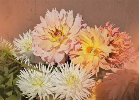 Bouquet of dahlias stock image. Image of flower, design - 129745067