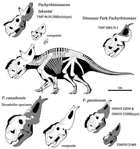 1260 best Ceratopsia images on Pinterest