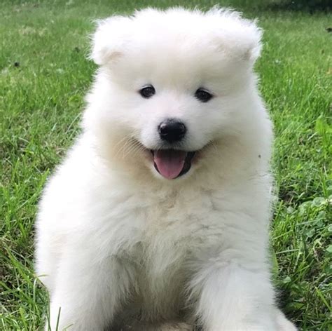 Samoyed Puppies For Sale | Dundee, NY #285678 | Petzlover