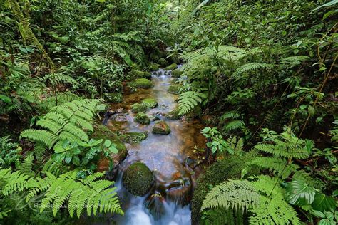 Glass Frog Habitat | Glass frog, Frog habitat, Nature aesthetic