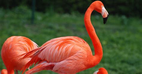 Great animal migrations: Flamingo migration